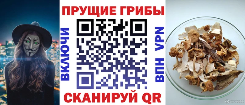 Галлюциногенные грибы Cubensis  купить   Демидов 